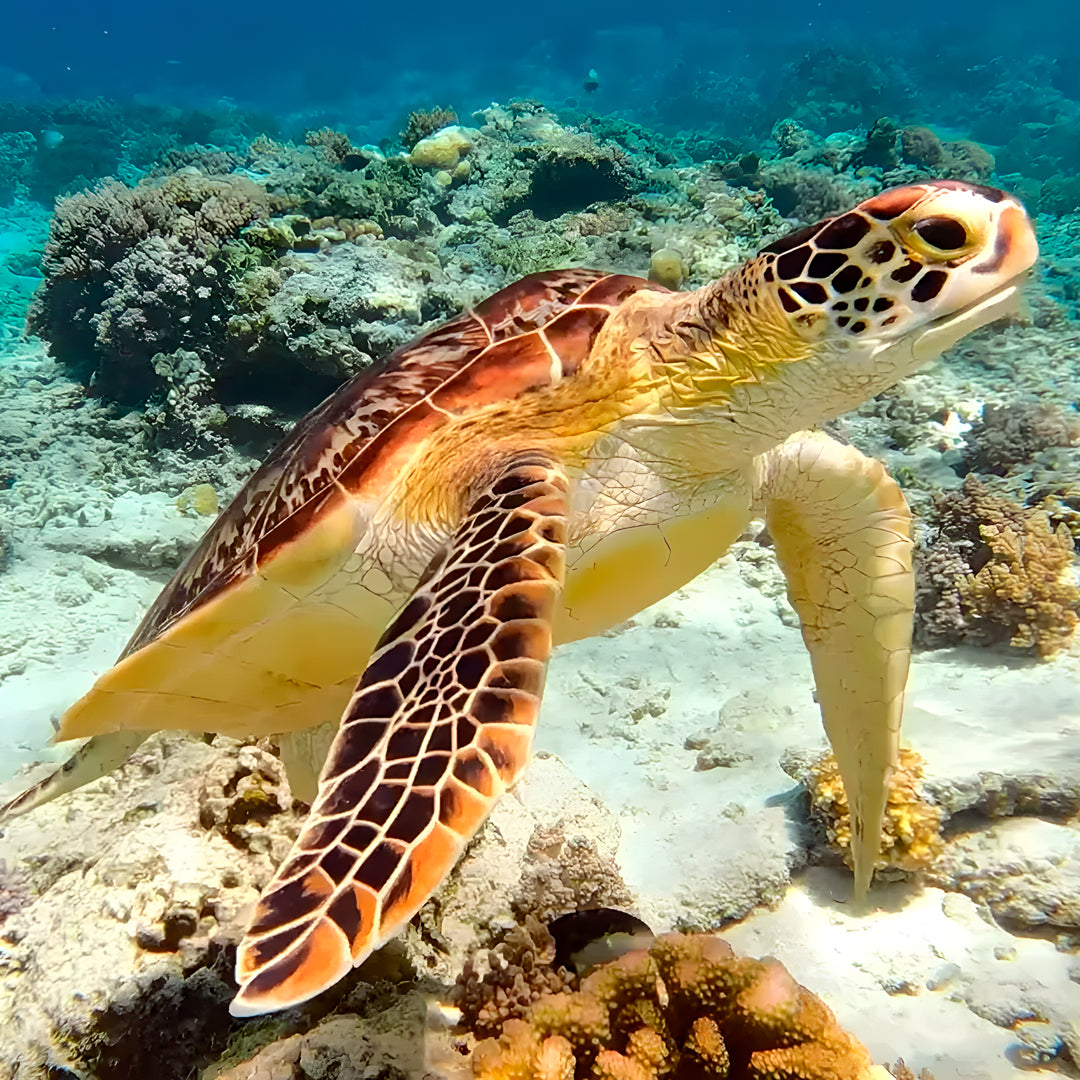 Nusa Penida Multi-Day Scuba Diving Trip