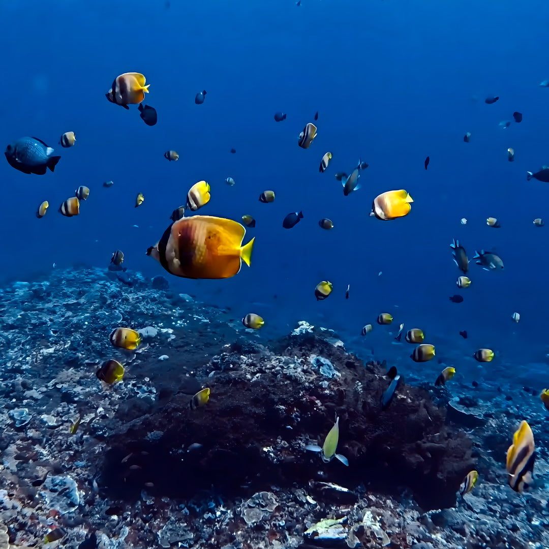 Nusa Penida Multi-Day Scuba Diving Trip