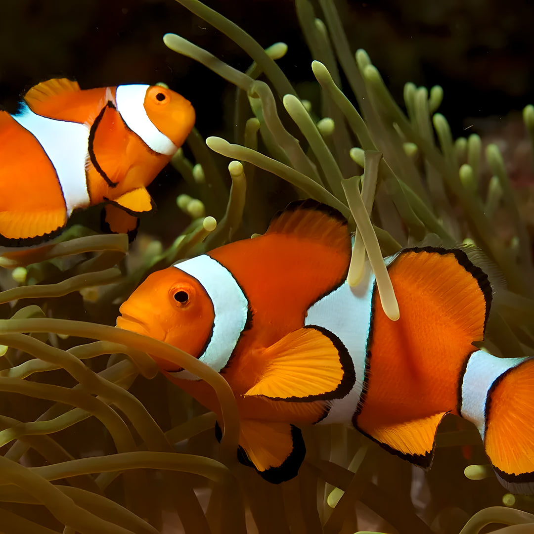 Nusa Penida Multi-Day Scuba Diving Trip