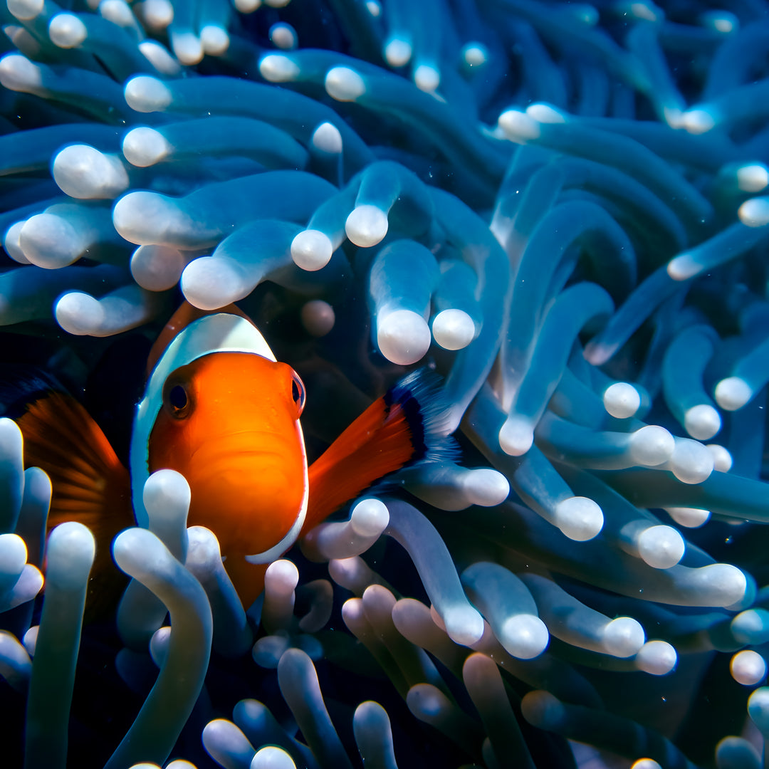 Nusa Penida Multi-Day Scuba Diving Trip