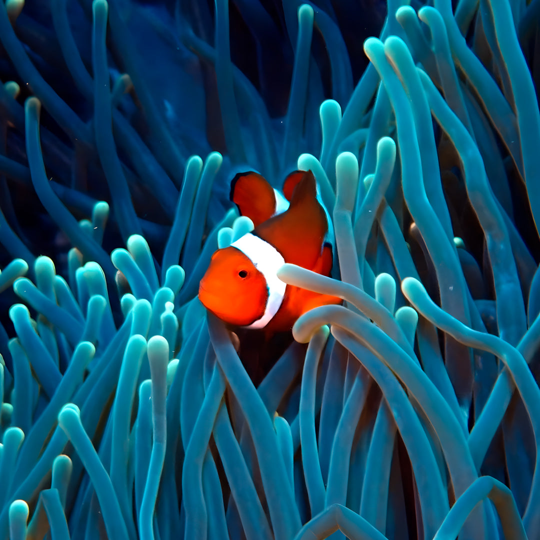 Discover Scuba Diving in Nusa Penida