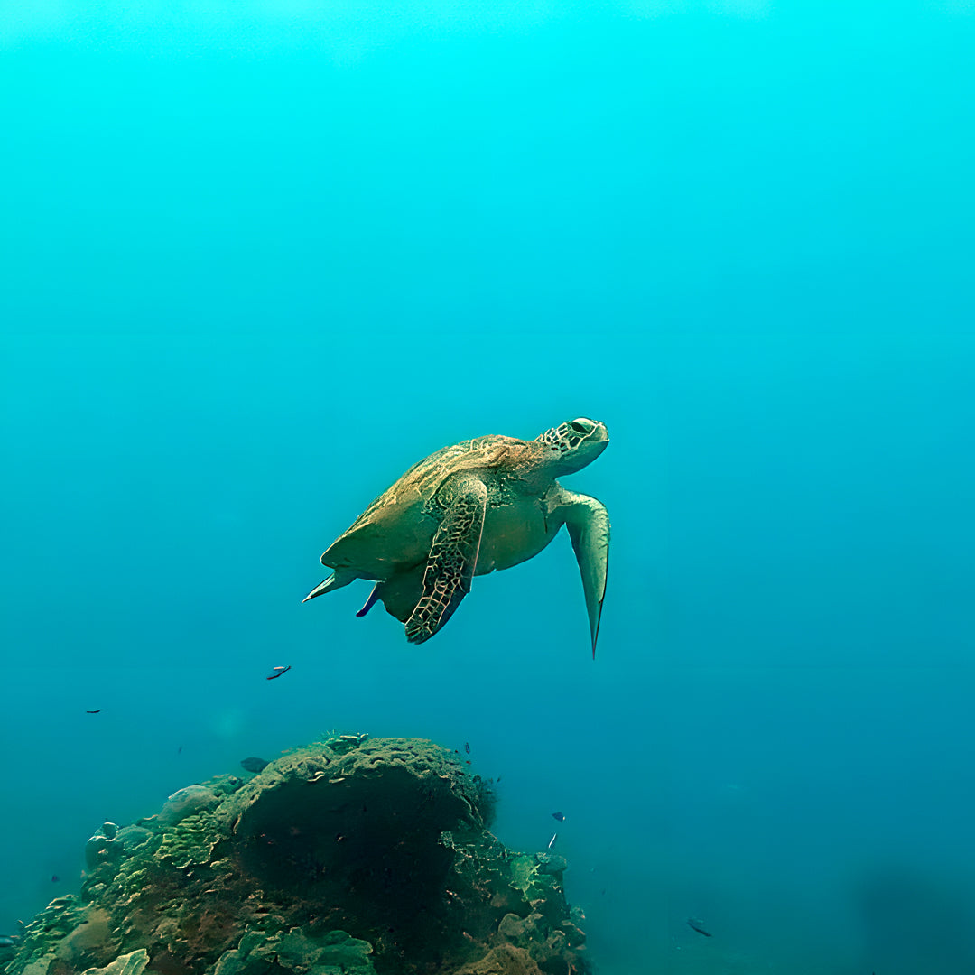 Discover Scuba Diving in Nusa Penida