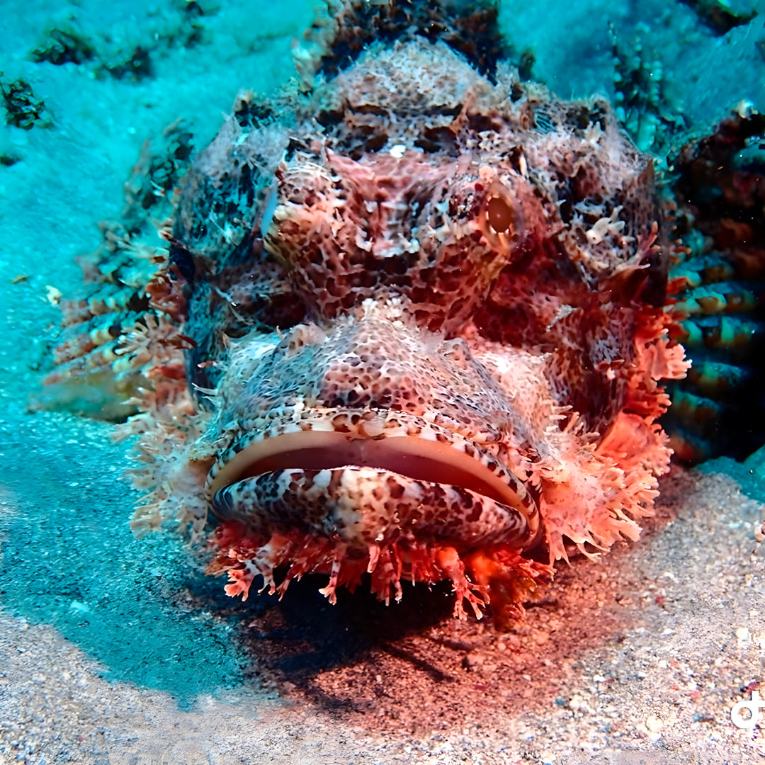Discover Scuba Diving in Nusa Penida