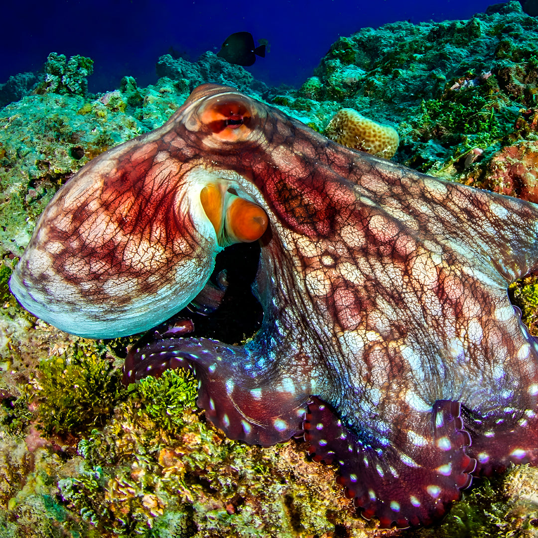 Discover Scuba Diving in Nusa Penida
