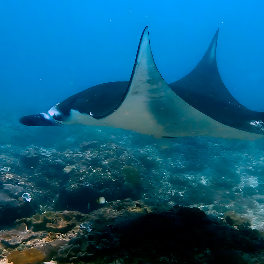Discover Scuba Diving in Nusa Penida