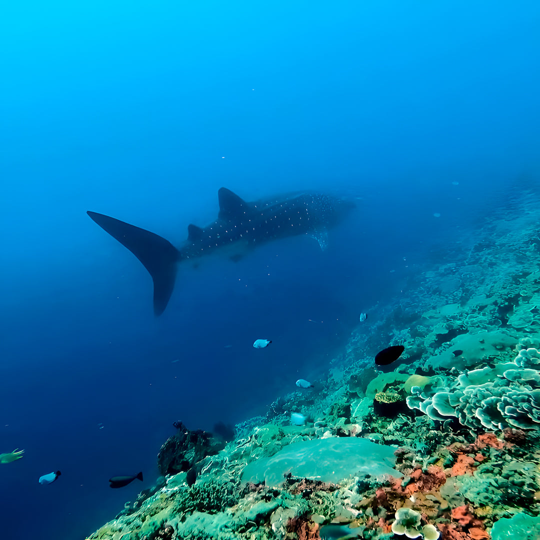 Discover Scuba Diving in Nusa Penida