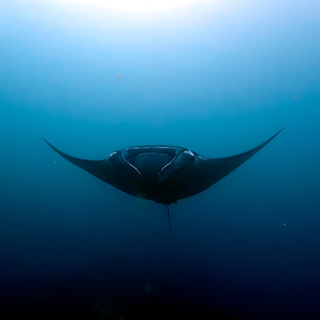 Discover Scuba Diving in Nusa Penida