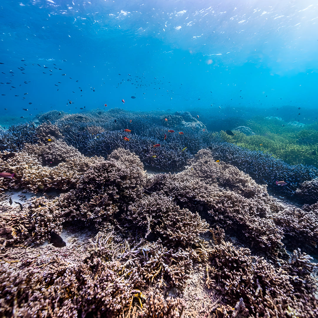 Discover Scuba Diving in Nusa Penida