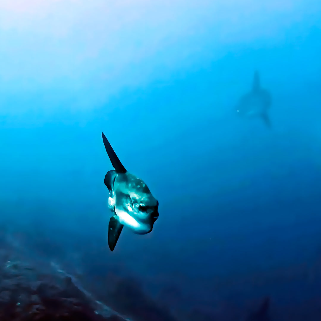 Discover Scuba Diving in Nusa Penida