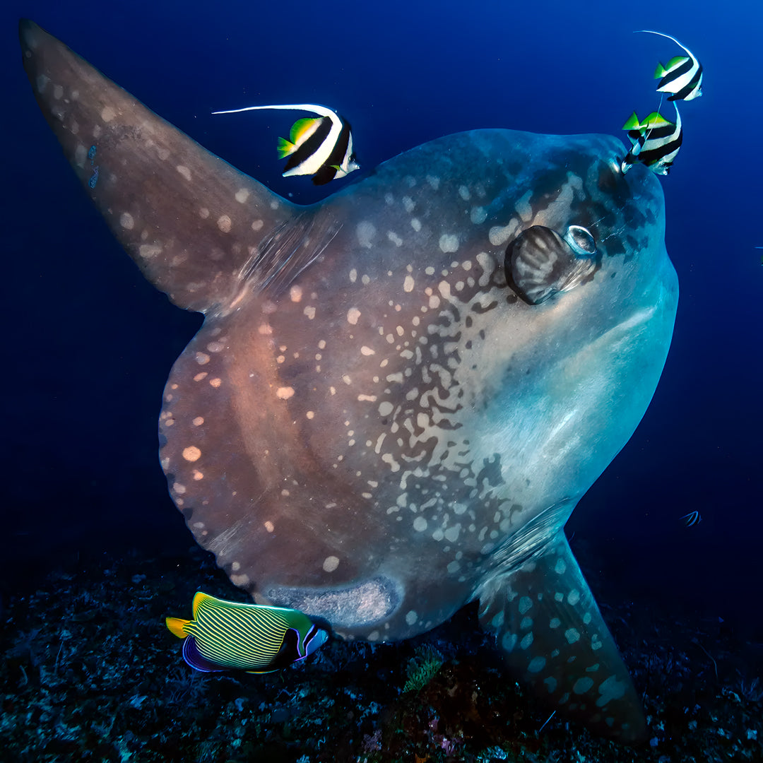 Discover Scuba Diving in Nusa Penida