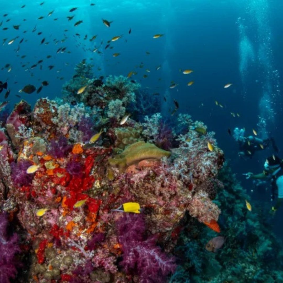 Best of South Thailand Scuba Diving Liveaboard