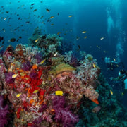 Best of South Thailand Scuba Diving Liveaboard