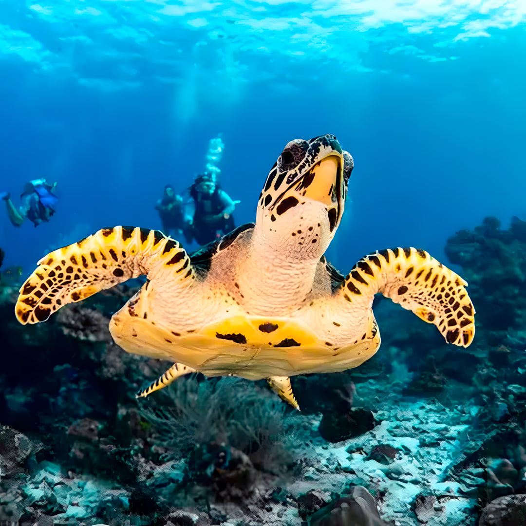 Best of South Thailand Scuba Diving Liveaboard Master Liveaboards