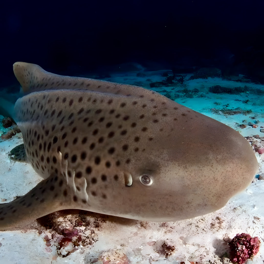 Similan Islands Scuba Diving Liveaboard Master Liveaboards