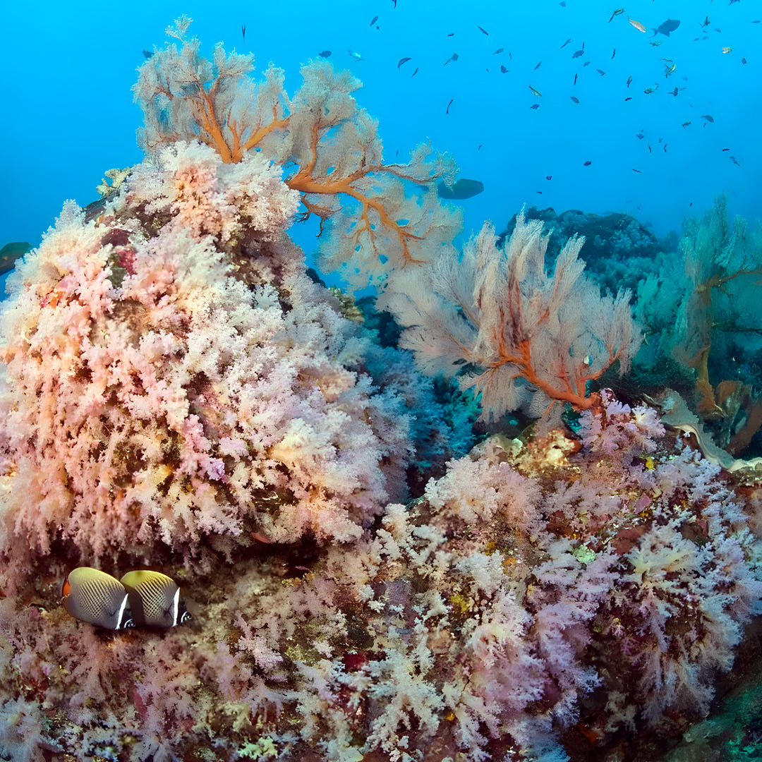 Best of South Thailand Scuba Diving Liveaboard Master Liveaboards