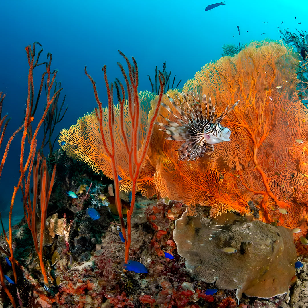 Best of South Thailand Scuba Diving Liveaboard Master Liveaboards