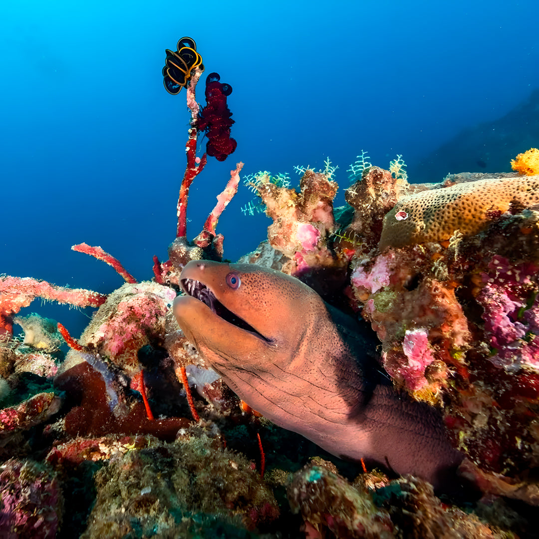 Best of South Thailand Scuba Diving Liveaboard Master Liveaboards