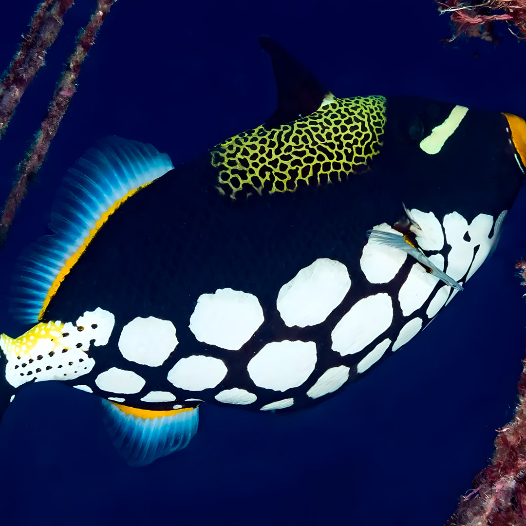 Similan Islands Scuba Diving Liveaboard Master Liveaboards