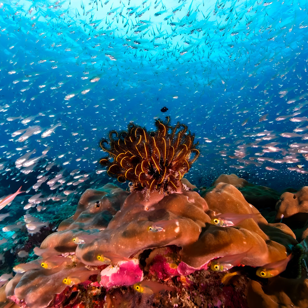 Similan Islands Scuba Diving Liveaboard Master Liveaboards