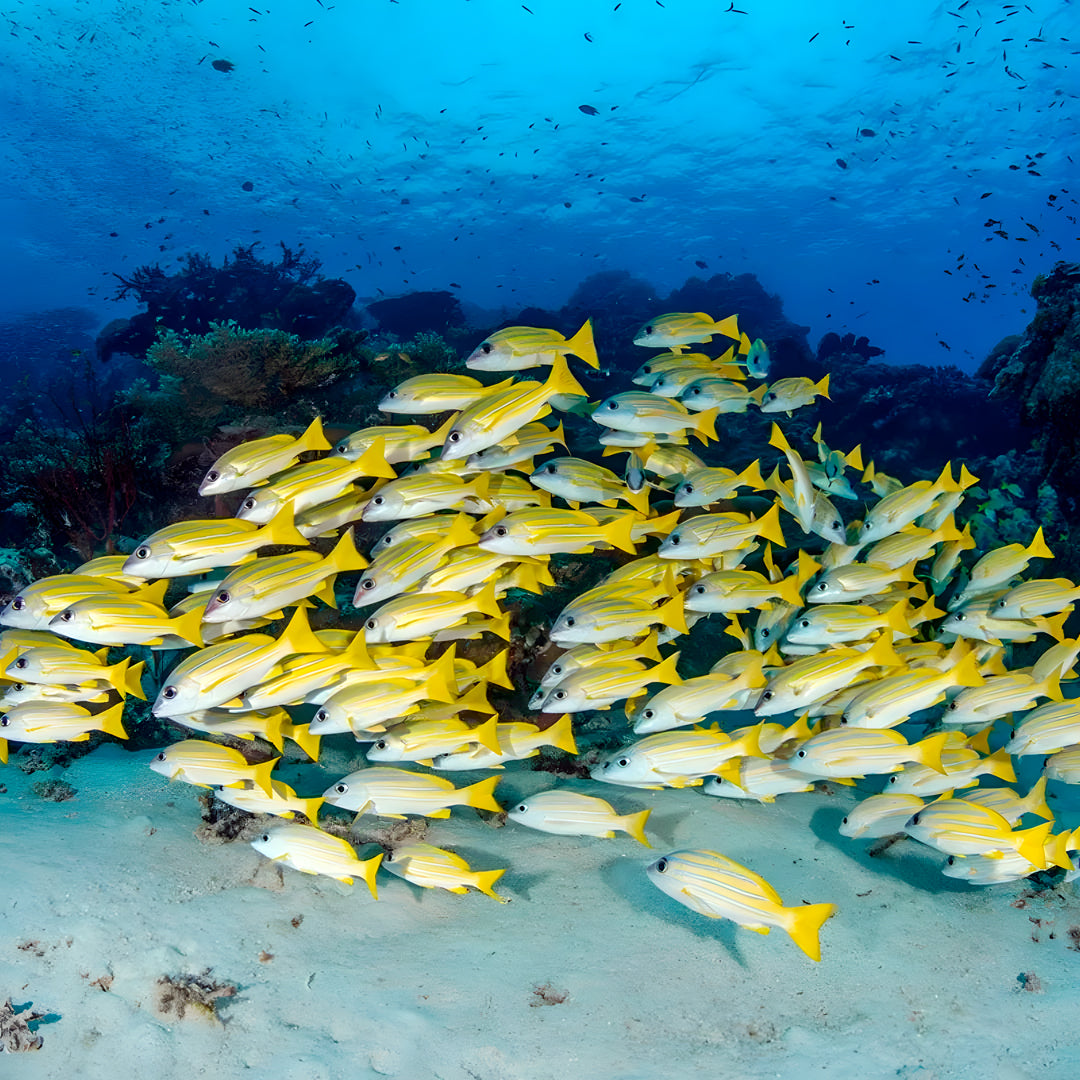 Best of South Thailand Scuba Diving Liveaboard Master Liveaboards