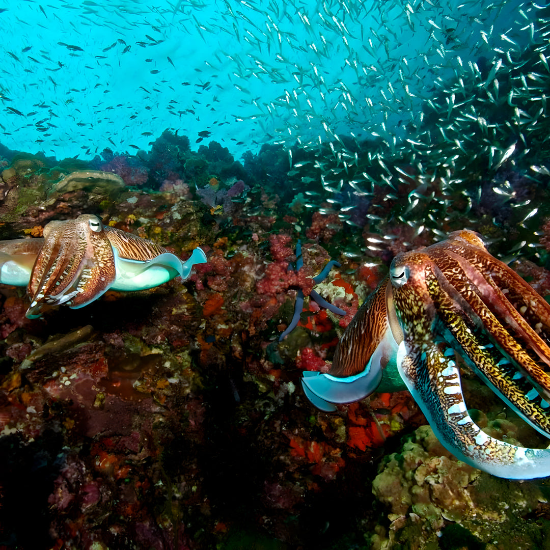 Best of South Thailand Scuba Diving Liveaboard Master Liveaboards