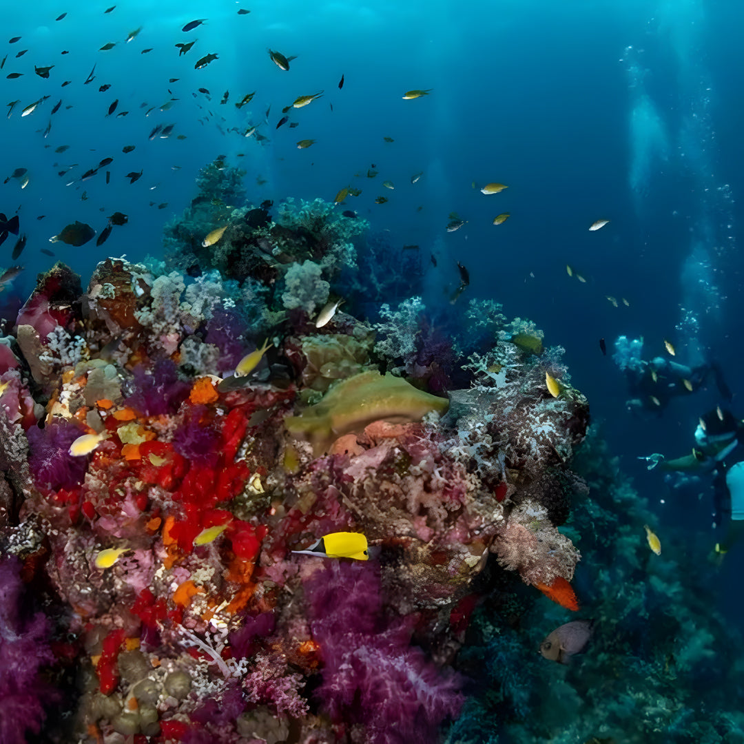 Best of South Thailand Scuba Diving Liveaboard Master Liveaboards