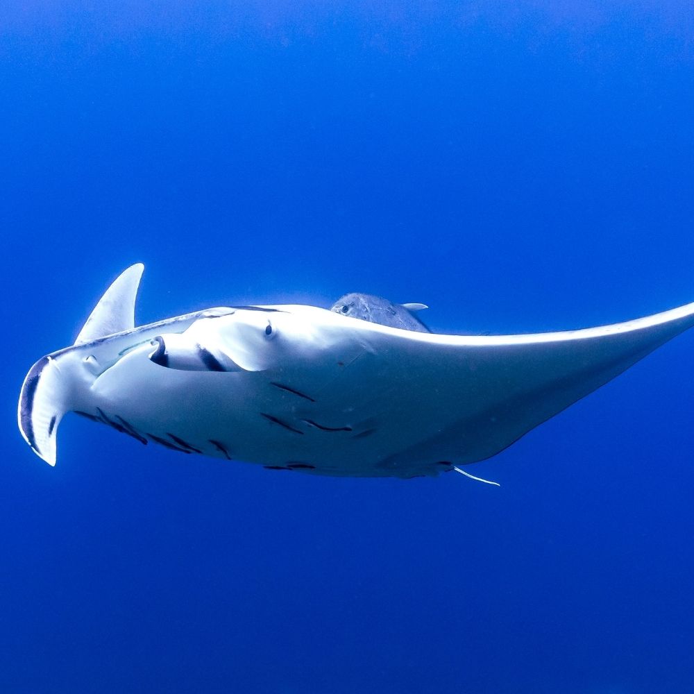 Southern Thailand Explorer Liveaboard