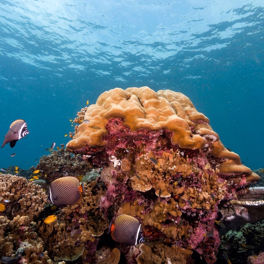 Similan & Surin Islands Liveaboard