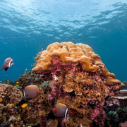 Similan & Surin Islands Liveaboard