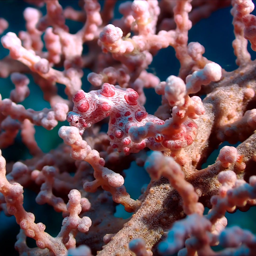 Fiji Scuba Dive Expedition