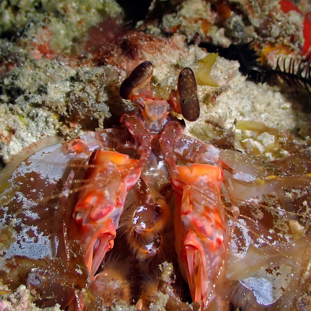 Fiji Scuba Dive Expedition