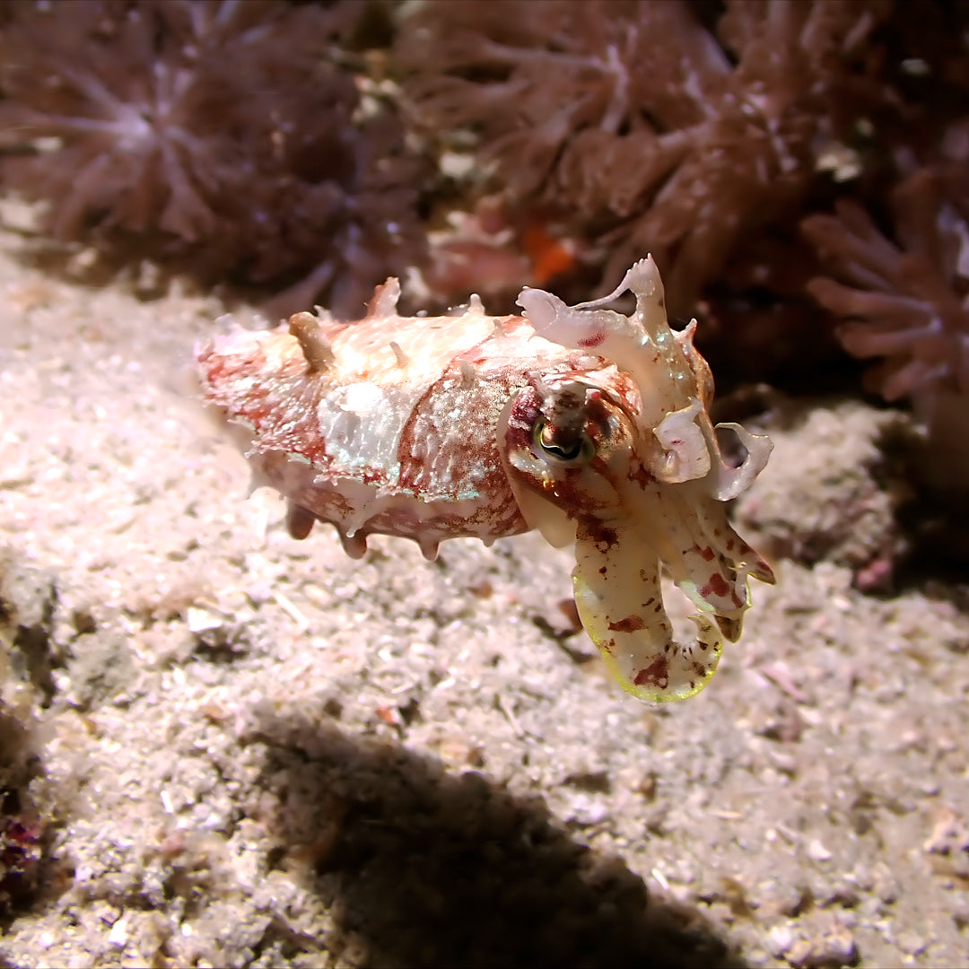 Fiji Scuba Dive Expedition