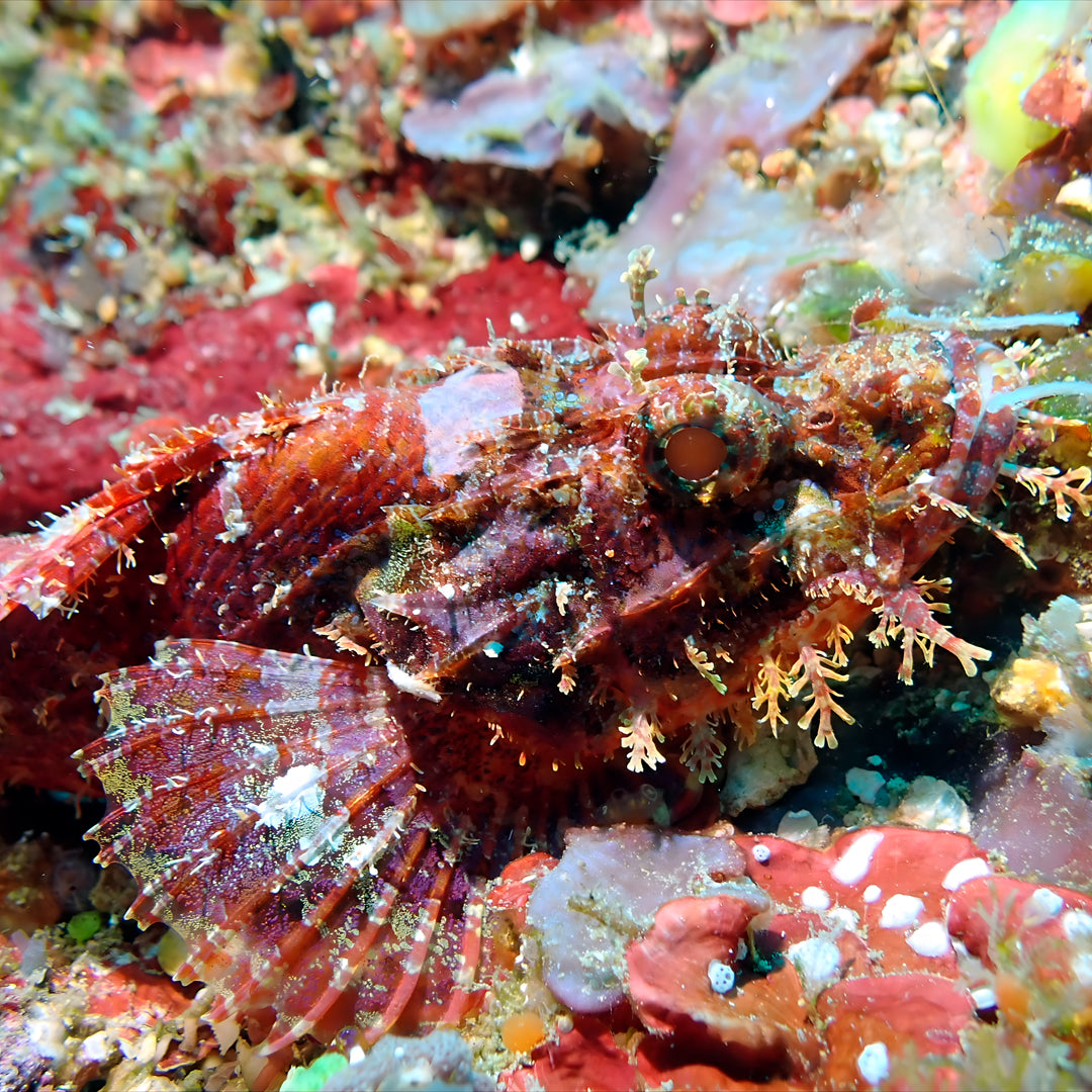 Fiji Scuba Dive Expedition