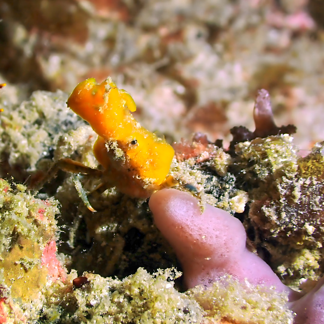 Fiji Scuba Dive Expedition