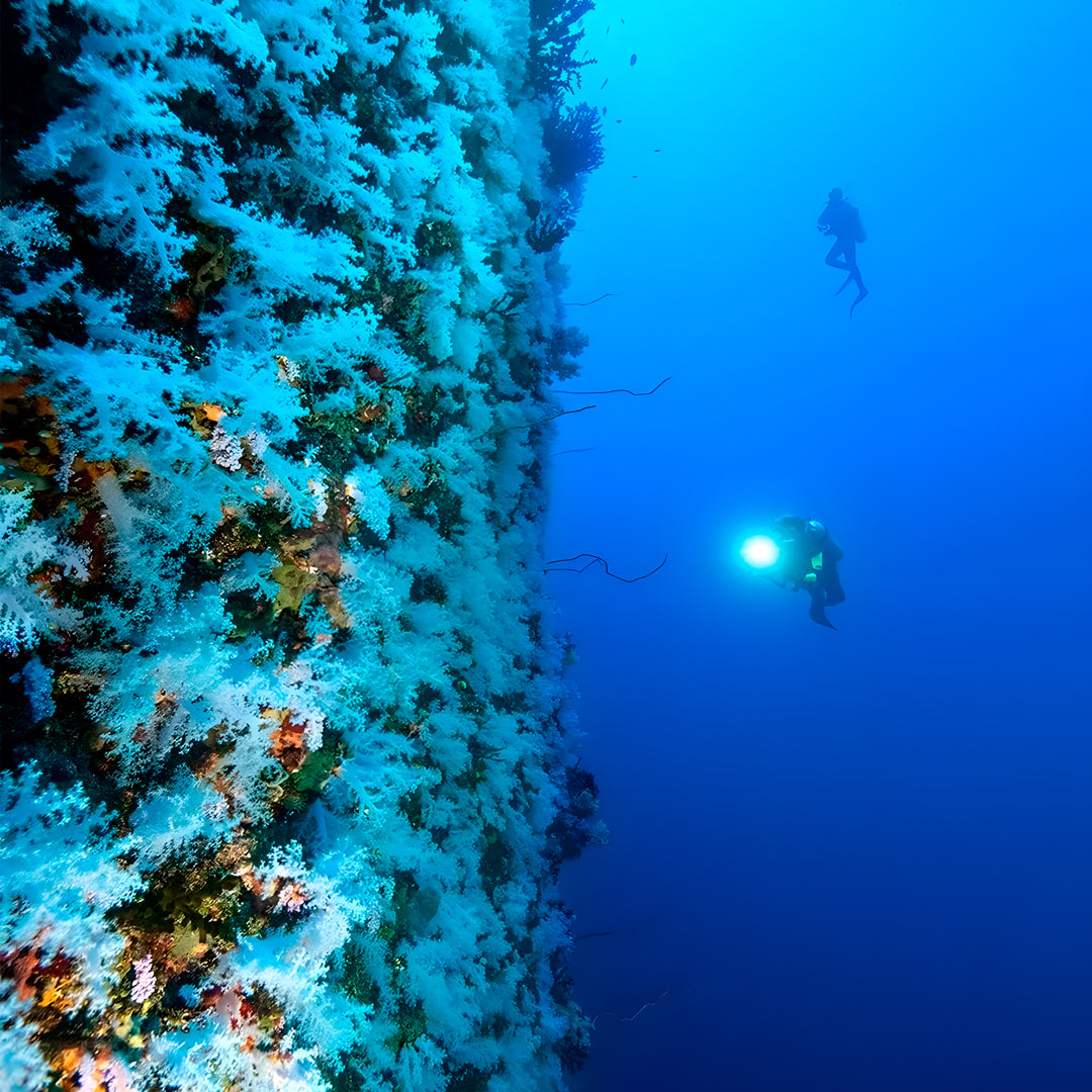 Fiji Scuba Dive Expedition
