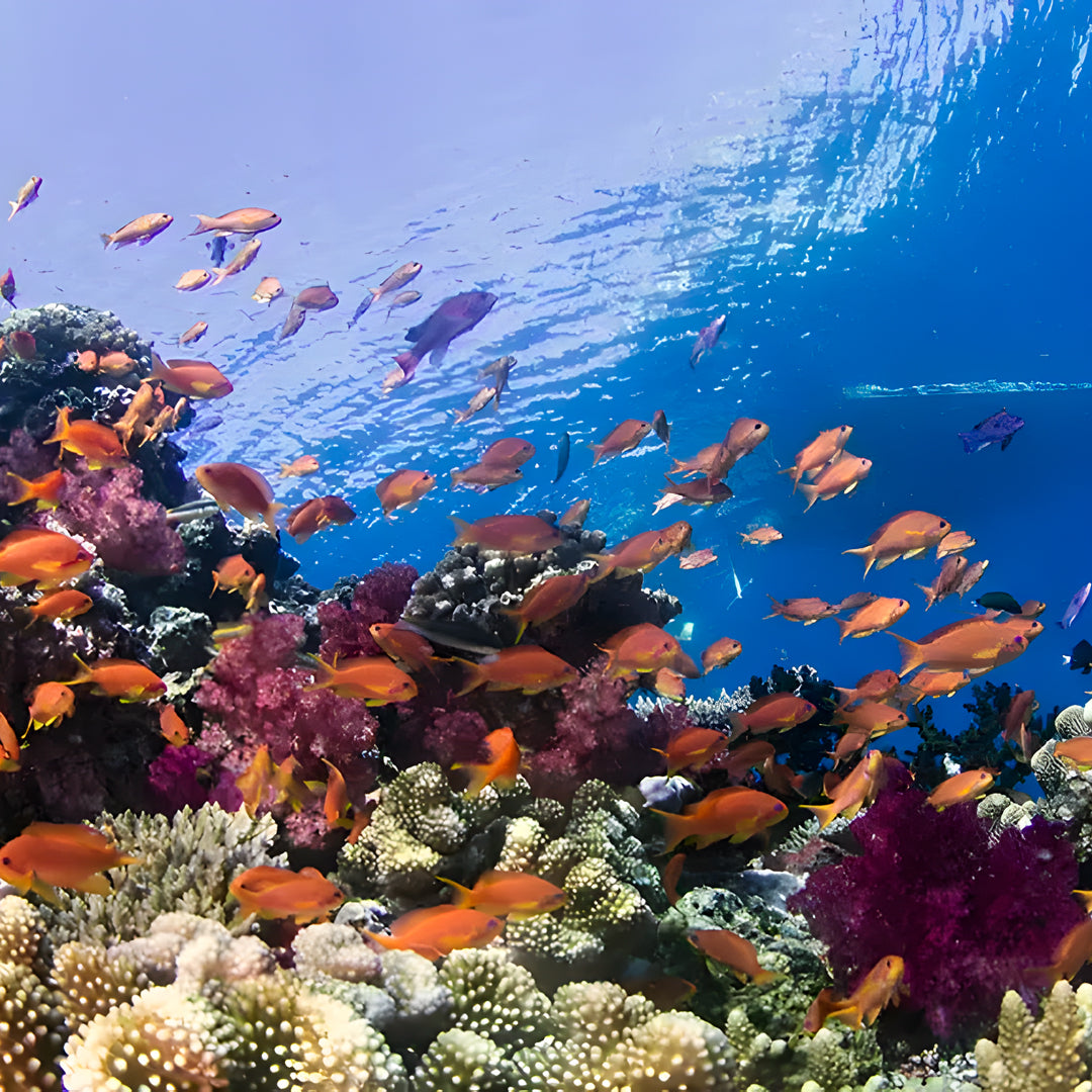 Fiji Scuba Dive Expedition