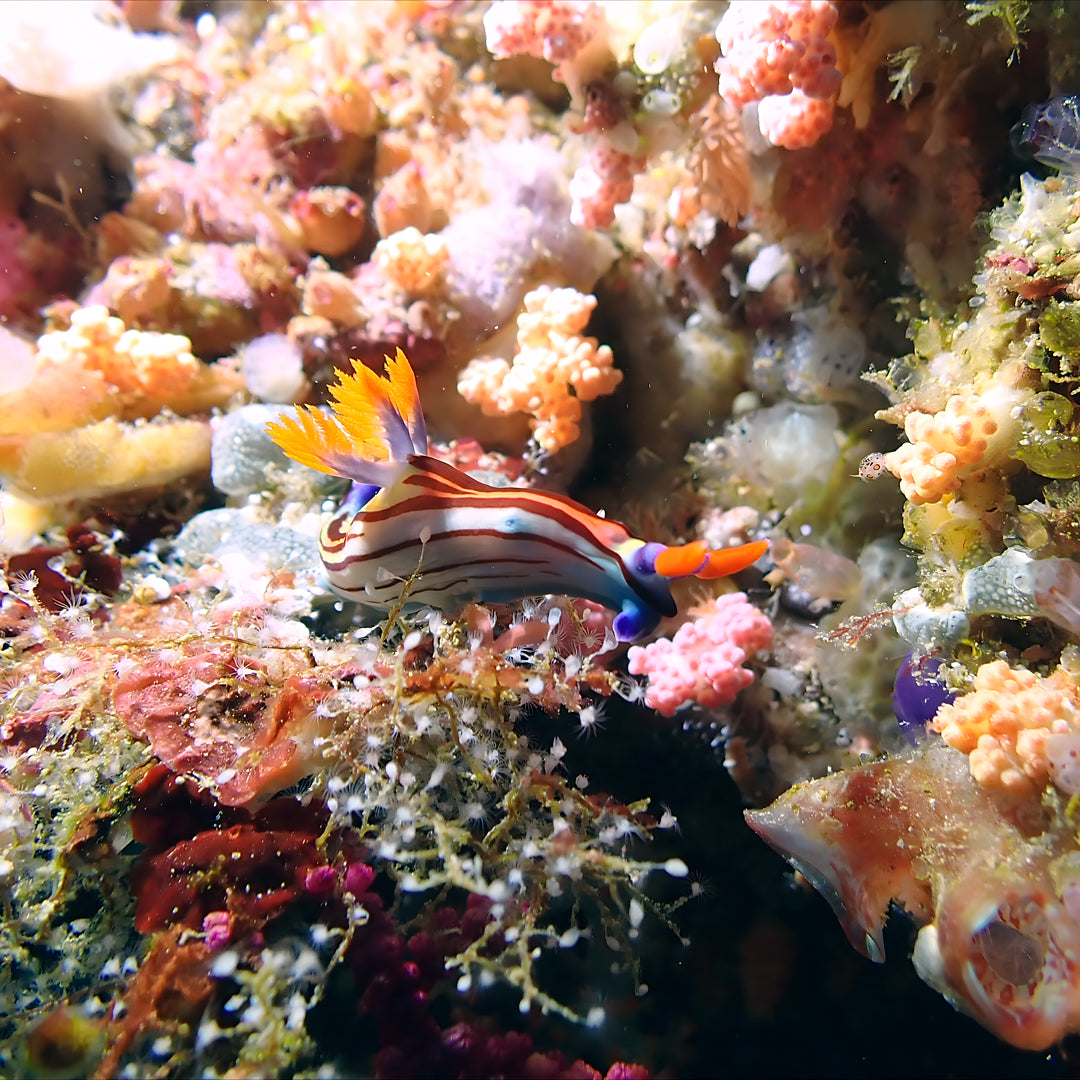 Fiji Scuba Dive Expedition