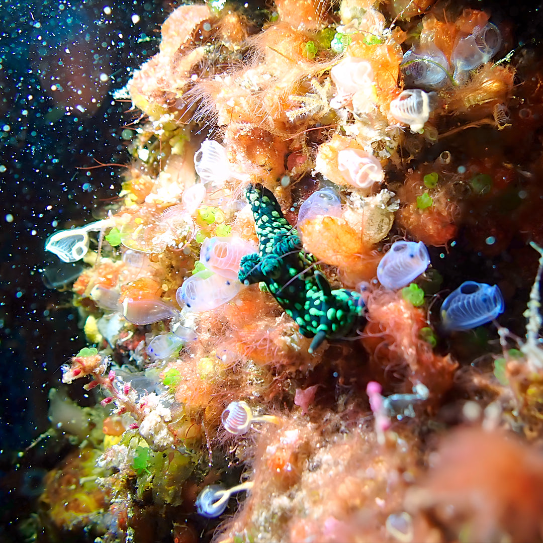 Fiji Scuba Dive Expedition