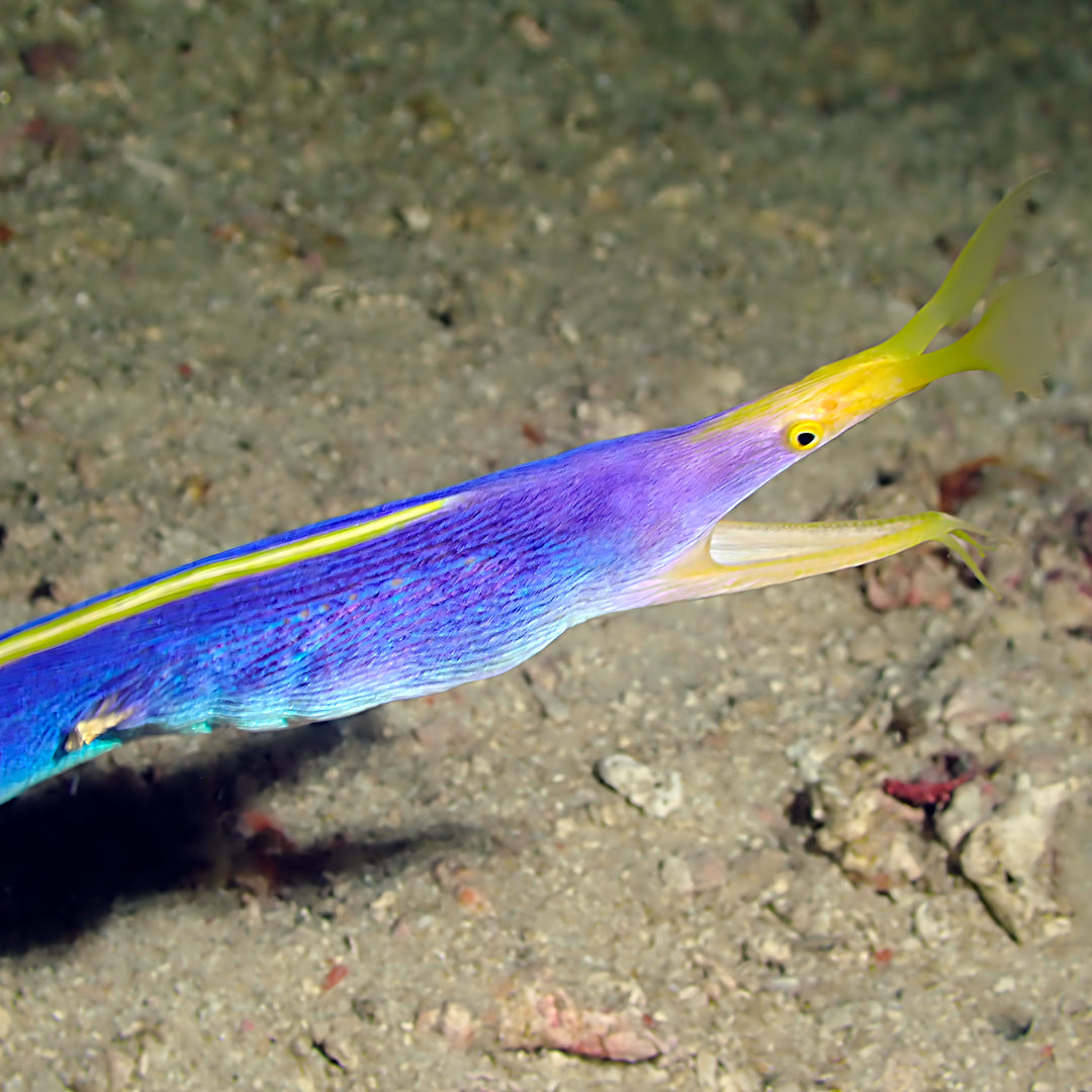 Fiji Scuba Dive Expedition