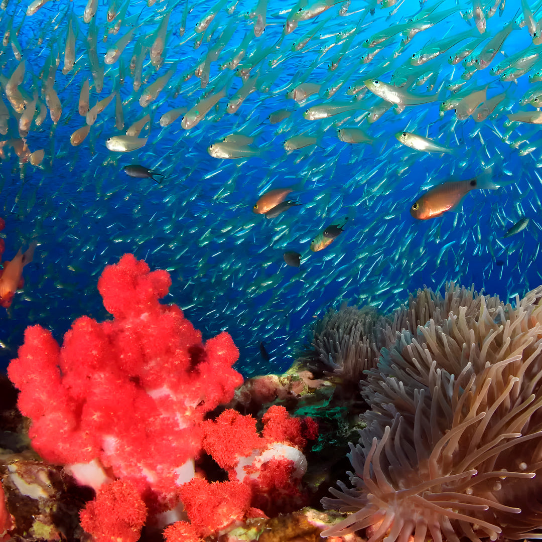 Fiji Scuba Dive Expedition