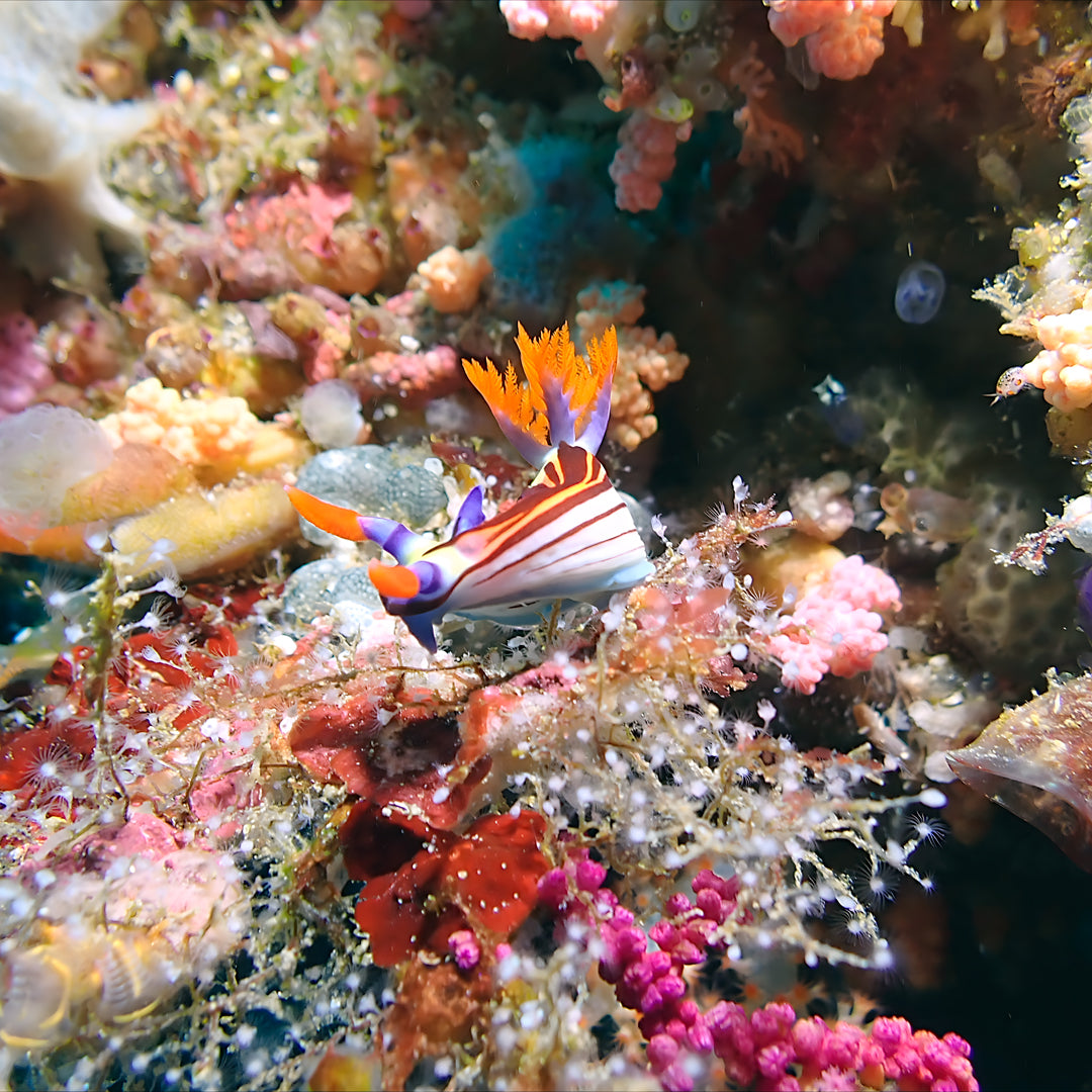 Fiji Scuba Dive Expedition