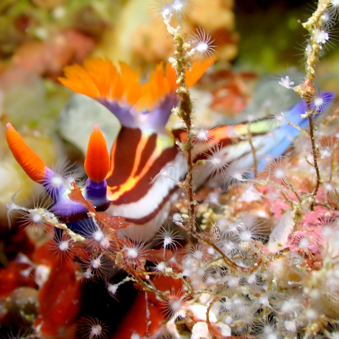 Fiji Scuba Dive Expedition