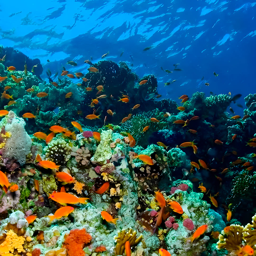 Discover Oman Musandam Hidden Treasures The Vision