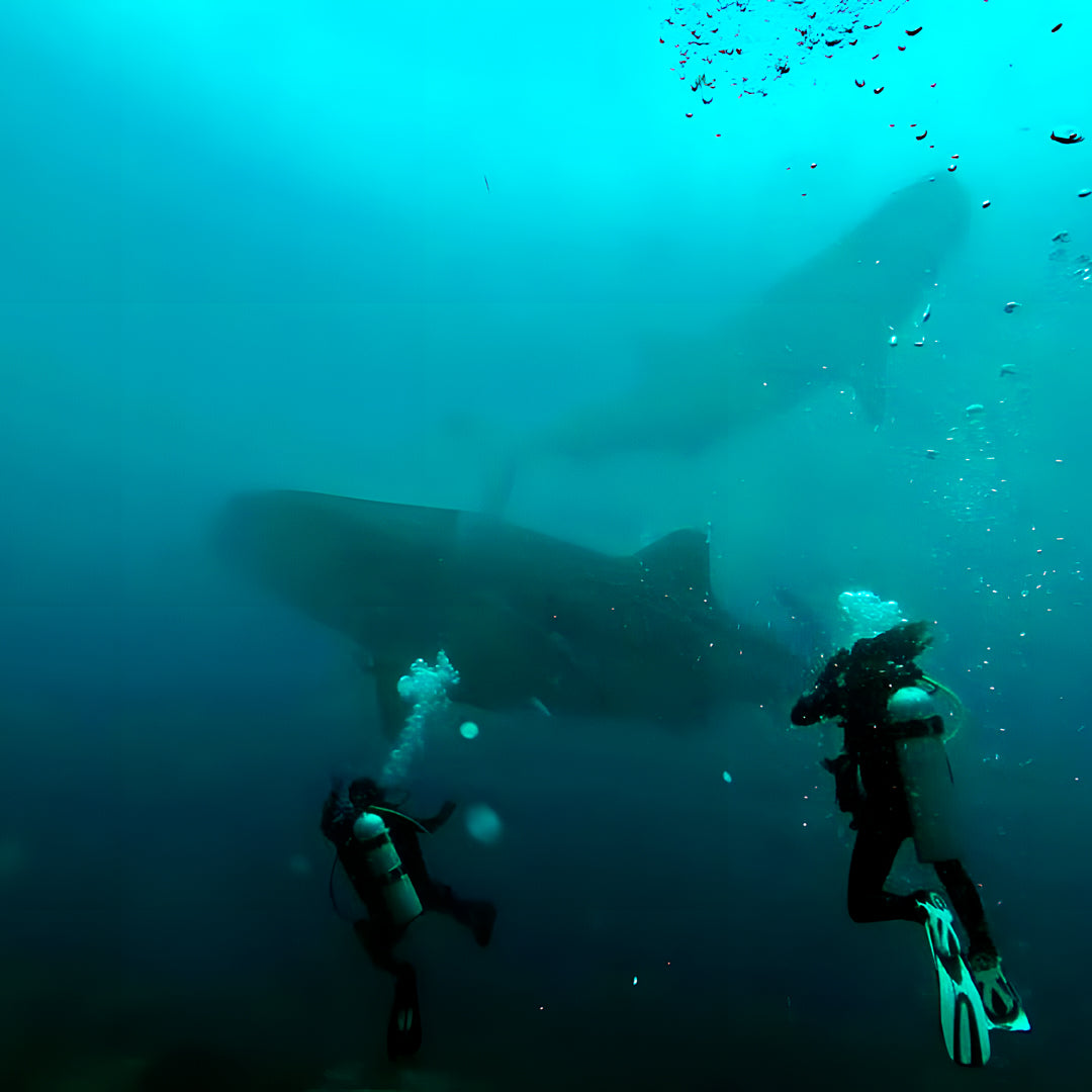 Curso de Divemaster de PADI
