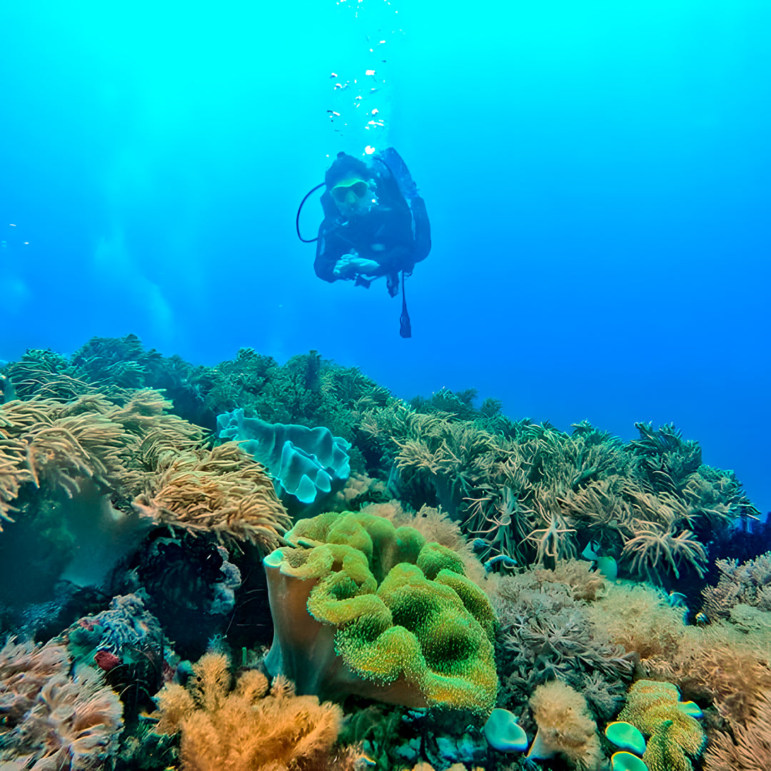 Buceo recreativo - Isla Ticao