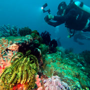 PADI Enriched Air (Nitrox) Diver Course in Ticao Island