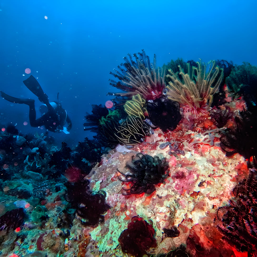 Buceo recreativo - Isla Ticao
