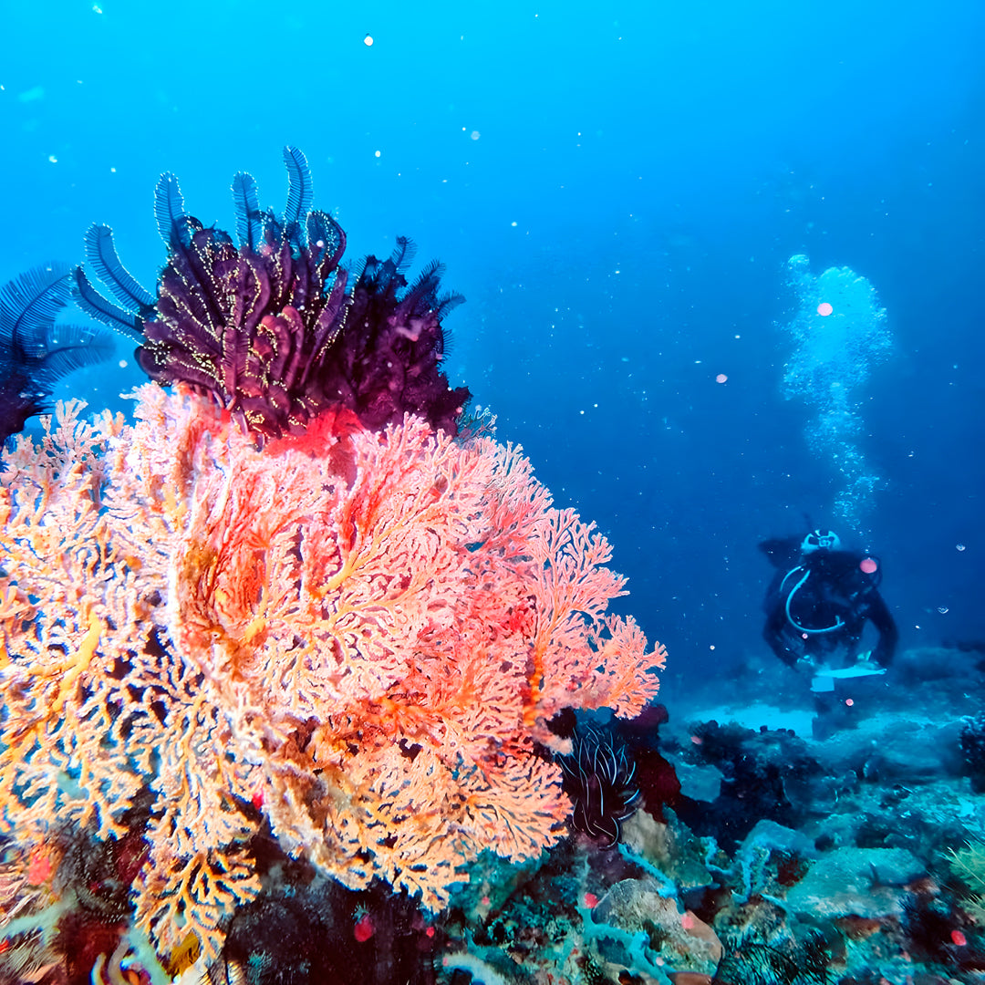 Buceo recreativo - Isla Ticao