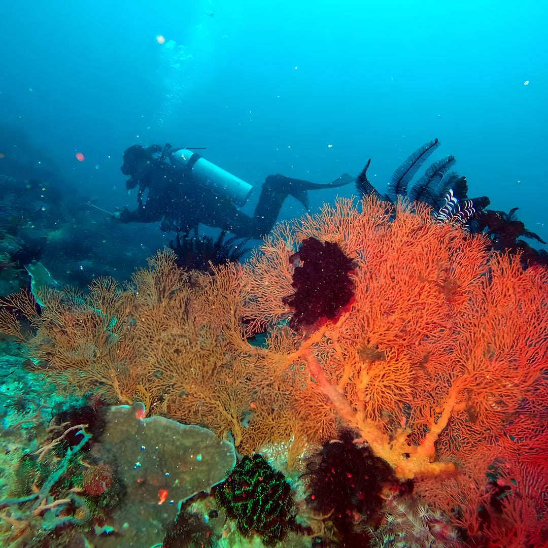 PADI Enriched Air (Nitrox) Diver Course in Ticao Island
