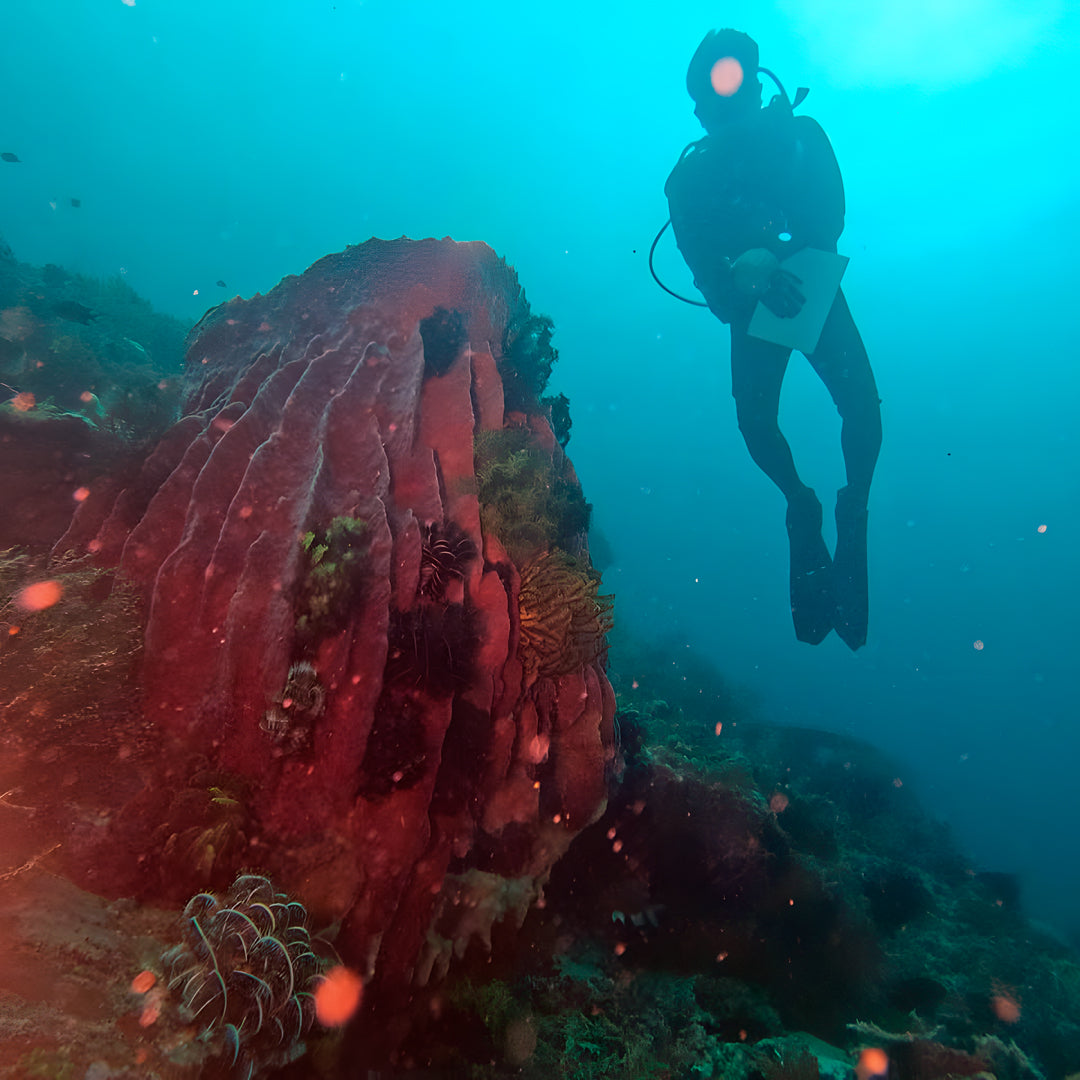 PADI Discover Scuba Diving